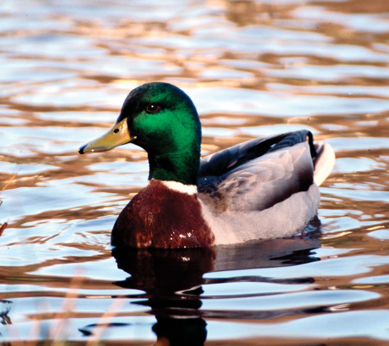 ducky profile image